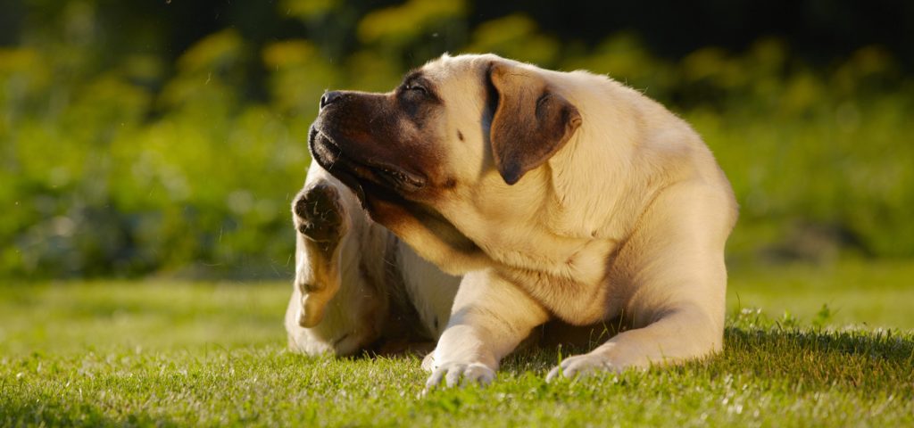 Babesiose Canina: Como Prevenir e Tratar 1 Babesiose Canina