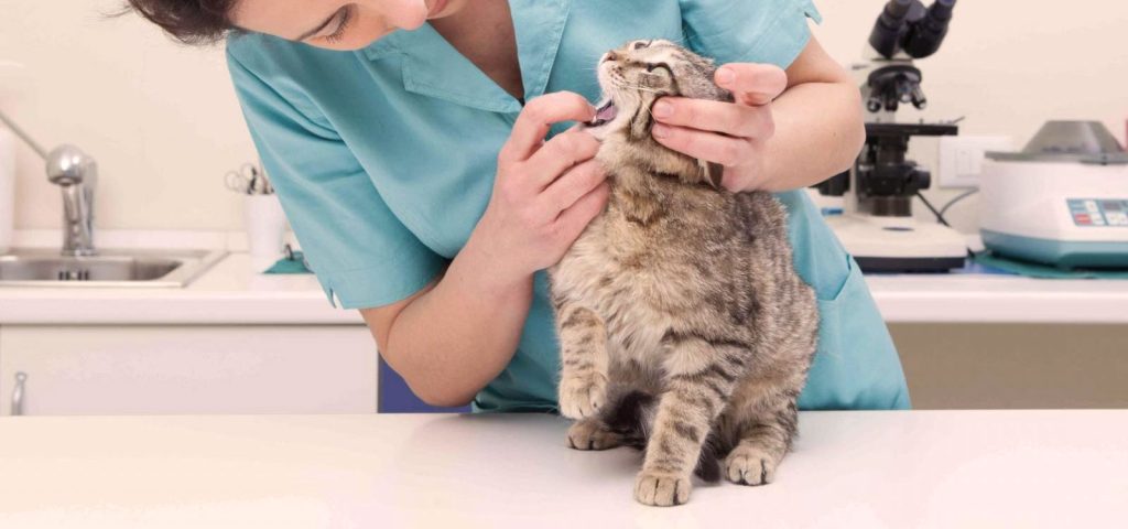 Calicivírus Felino: Conheça os Sintomas, Diagnóstico e Tratamento dessa doença contagiosa 3 Calicivírus Felino Conheça-os-Sintomas,-Diagnóstico-e-Tratamento-dessa-Doença-Contagiosa