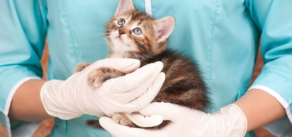 Doença da Mordedura e Arranhadura do Gato (Bartonelose): Uma doença zoonótica que merece atenção 5 Bartonelose-em-gatos-Uma-doença-zoonótica-que-merece-atenção