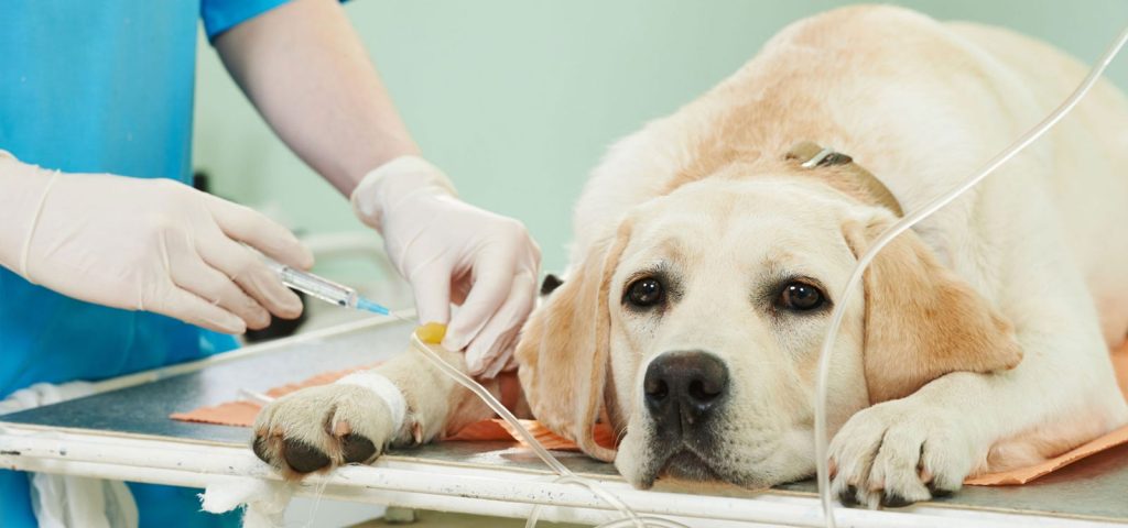 Brucelose em cães: uma zoonose importante e de curso crônico 4 Brucelose-em-cães-uma-zoonose-importante-e-de-curso-crônico