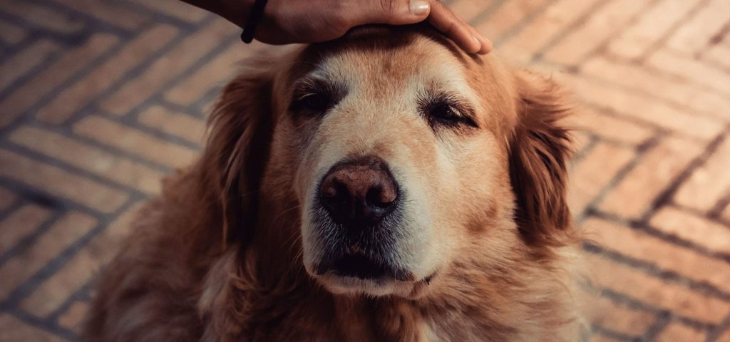 Cães idosos: mantenha seu melhor amigo feliz e saudável em sua maturidade 2 Cães idosos