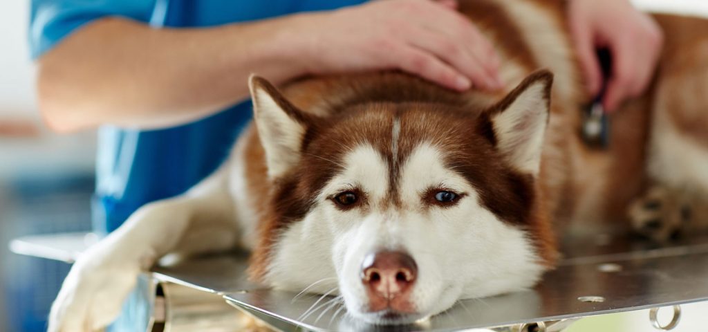 Cinomose Canina: Entenda mais sobre esta doença altamente contagiosa e saiba como preveni-la 1 Cinomose-Canina-Entenda-mais-sobre-esta-doença-altamente-contagiosa-e-saiba-como-preveni-la