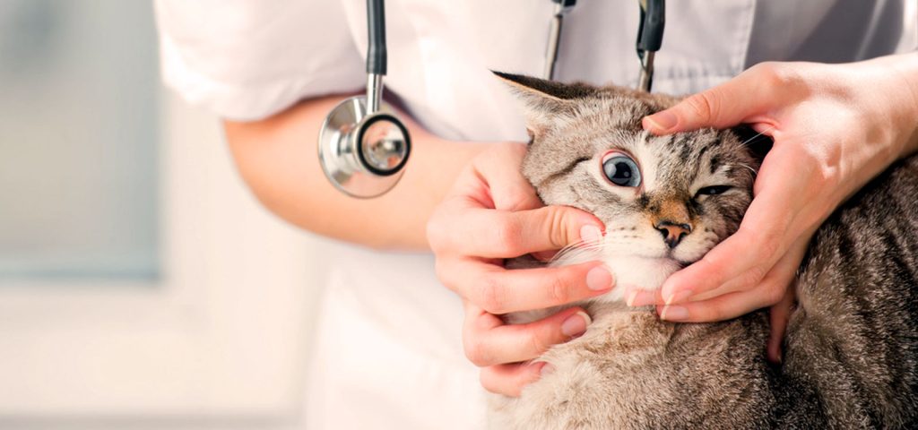 Clamidiose Felina: Como Prevenir e Tratar essa doença em seu gato 2 Clamidiose Felina Como Prevenir e Tratar Essa Doença em Seu Gato