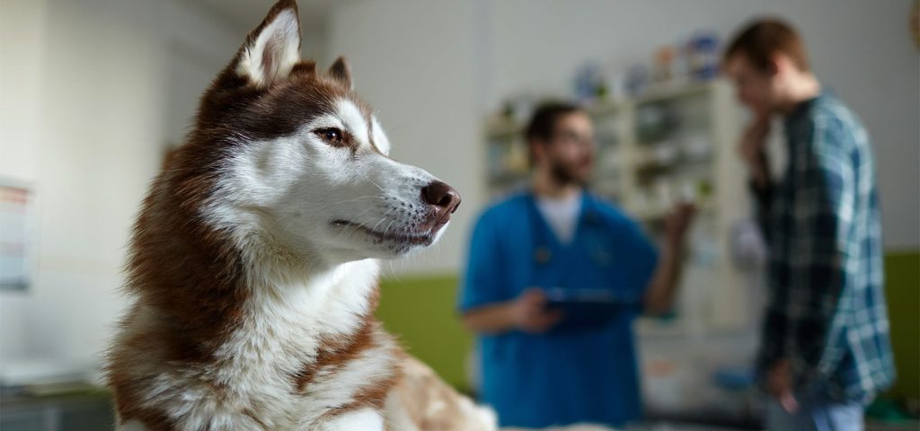 Dirofilariose - O que é, sintomas, diagnóstico e prevenção 8 Dirofilariose Canina Verme do Coração