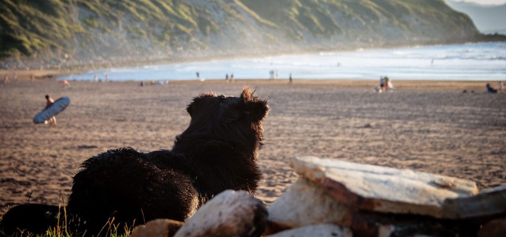 Espanha aprova lei histórica de proteção aos animais 9 Espanha-aprova-lei-histórica-de-proteção-aos-animais