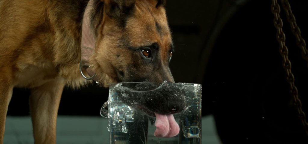 Março Amarelo: Prevenção de doenças renais em pets 1 Março-amarelo-doenças renais