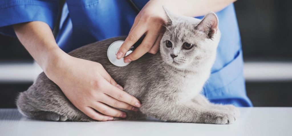AIDS Felina: o que você precisa saber sobre o vírus da imunodeficiência felina (FIV) 10 Retrovirose-Felina-o-que-você-precisa-saber-sobre-o-vírus-da-imunodeficiência-felina-(FIV)