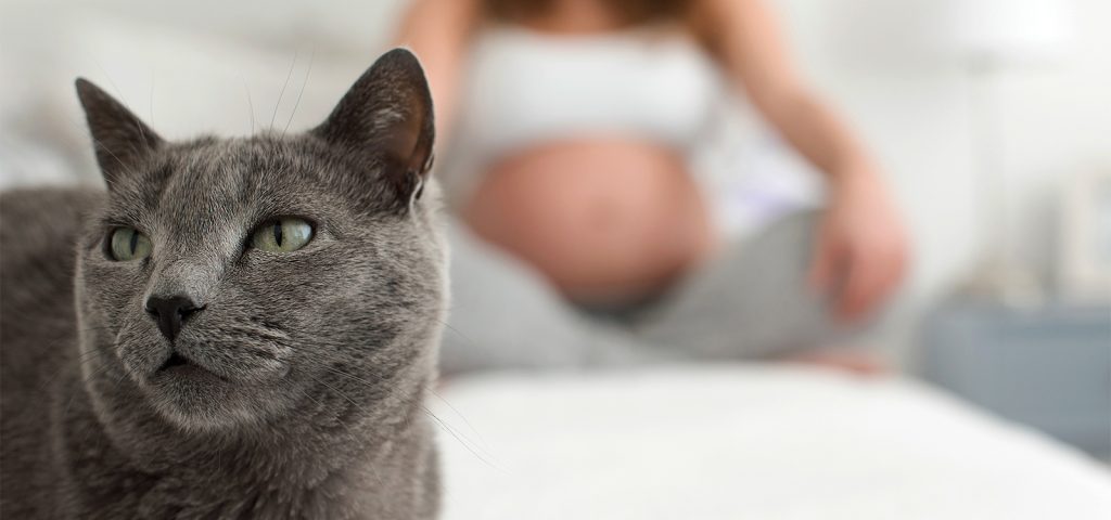 Toxoplasmose: Uma doença infecciosa causada por um parasita de fezes de gato 9 Toxoplasmose Uma doença infecciosa causada por um parasita de fezes de gato