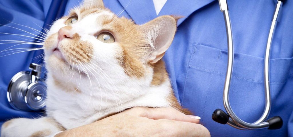 Vírus da Leucemia Felina – FeLV: O que todo tutor precisa saber 4 Vírus-da-Leucemia-Felina-FeLV
