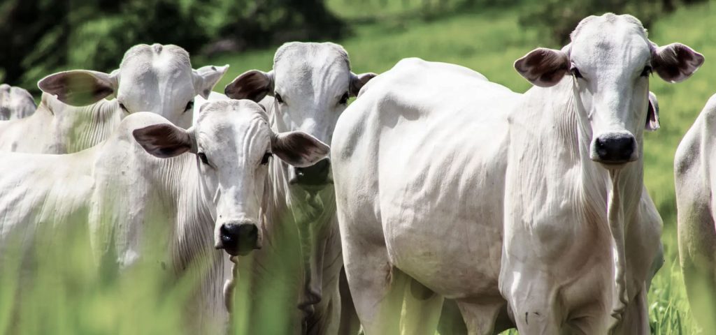 Diarreia Viral Bovina (BVD): Conheça mais sobre a doença que pode afetar rebanhos inteiros 7 Diarreia Viral Bovina