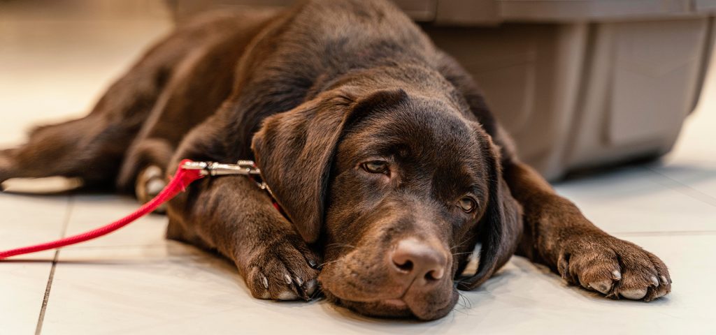 Diarreia em Cães: O Que Fazer? 8 Diarreia em Cães Labmol Vet