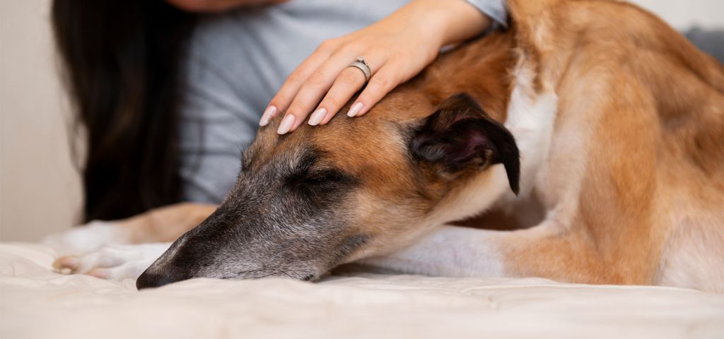 Erliquiose Canina: Sintomas, Diagnóstico e Prevenção da Doença Transmitida por Carrapatos 2 Erliquiose Canina | Labmol Vet