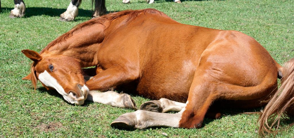 Mieloencefalite Protozoária Equina (MPE): Análise da Doença, Sintomas e Medidas Preventivas 5 Mieloencefalite Protozoária Equina