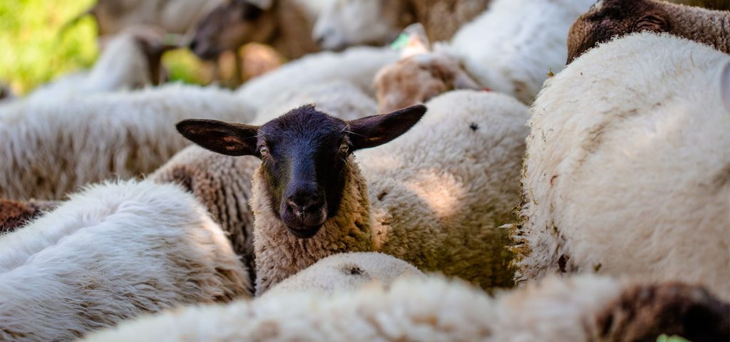 Pasteurelose em Ovinos: Saiba os Sintomas, Diagnóstico, Tratamento e Prevenção 4 Pasteurelose em ovinos | Labmol Vet Laboratório Veterinário