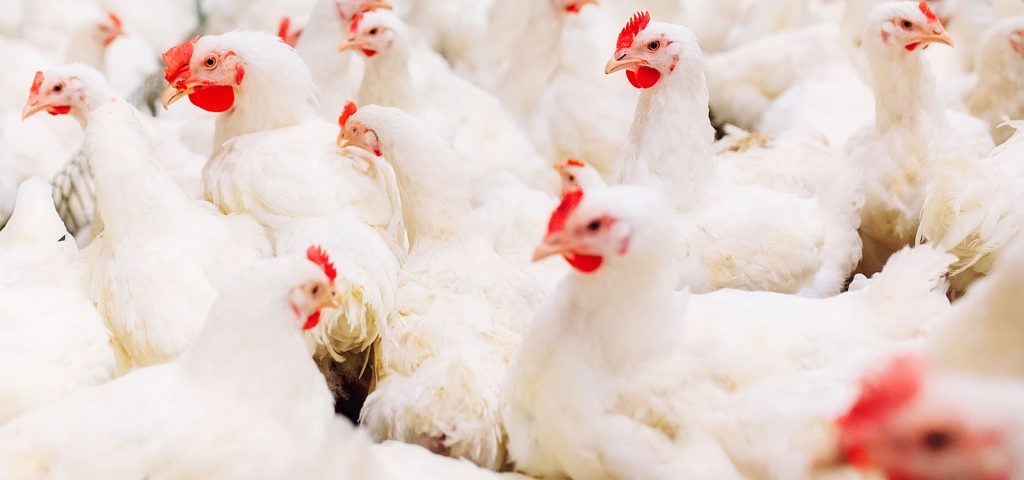 Salmonelose Aviária: Saiba tudo sobre essa doença que acomete Aves 3 Salmonelose Aviária | Labmol Vet Laboratório Veterinário