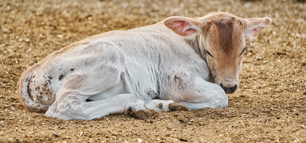 Tristeza Parasitária Bovina: O que é essa doença tão comum que acomete o gado? 6 Tristeza Parasitária Bovina