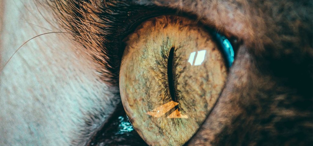 Uveíte em Cães e Gatos 5 Uveíte em Cães e Gatos