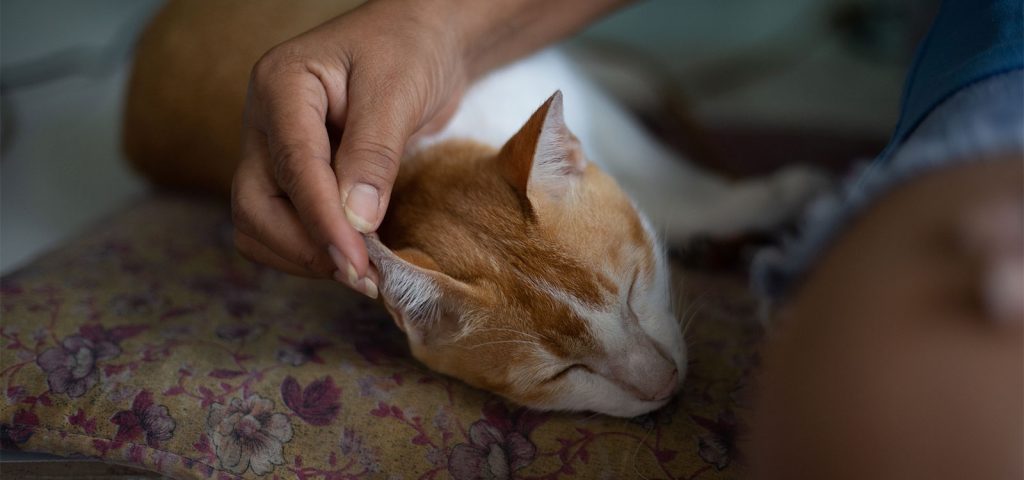 Leishmaniose em Gatos: Sintomas, Diagnóstico e Prevenção 2 Leishmaniose em Gatos