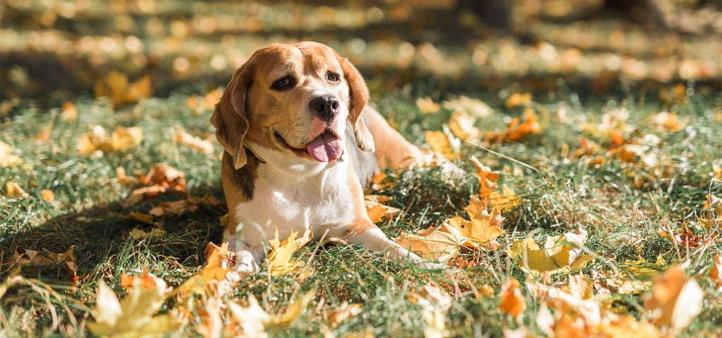Cuidados com Cachorros no Outono: Dicas para Cada Região do Brasil 9 Cuidados com Cachorros no Outono