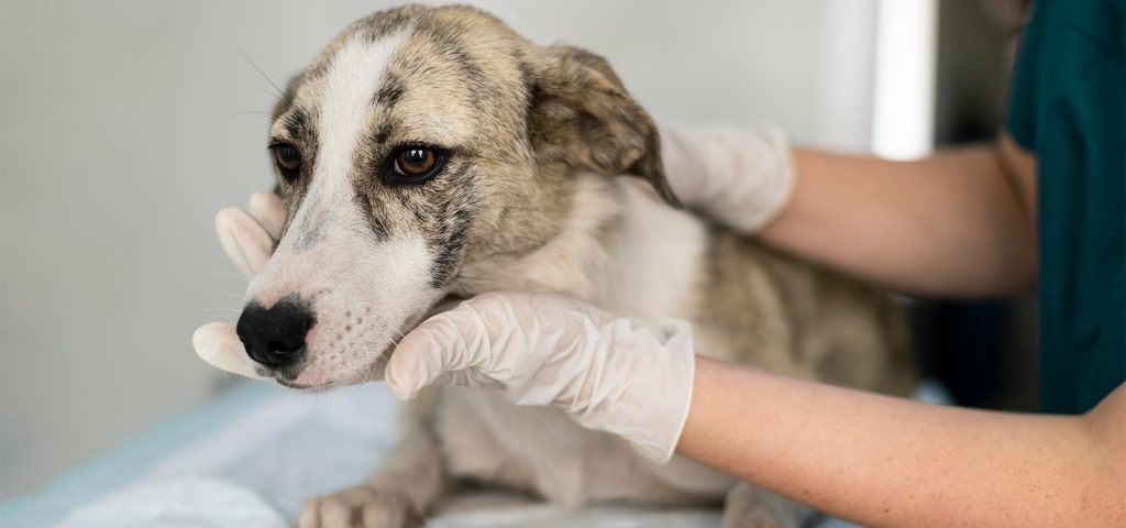 Hepatozoonose Canina: Causas, Sintomas, Diagnóstico e Prevenção 6 Hepatozoonose Canina Causas, Sintomas, Diagnóstico e Prevenção