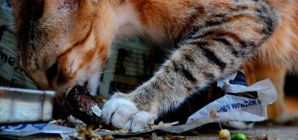 Giardíase em Gatos: O Que é, Como Prevenir e Tratar 2 Giardiase em Gatos O Que e Como Prevenir e Tratar