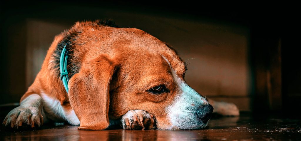 Parvovirose Canina: O Que é, Como Prevenir e Tratar 1 Parvovirose Canina: O Que é, Como Prevenir e Tratar