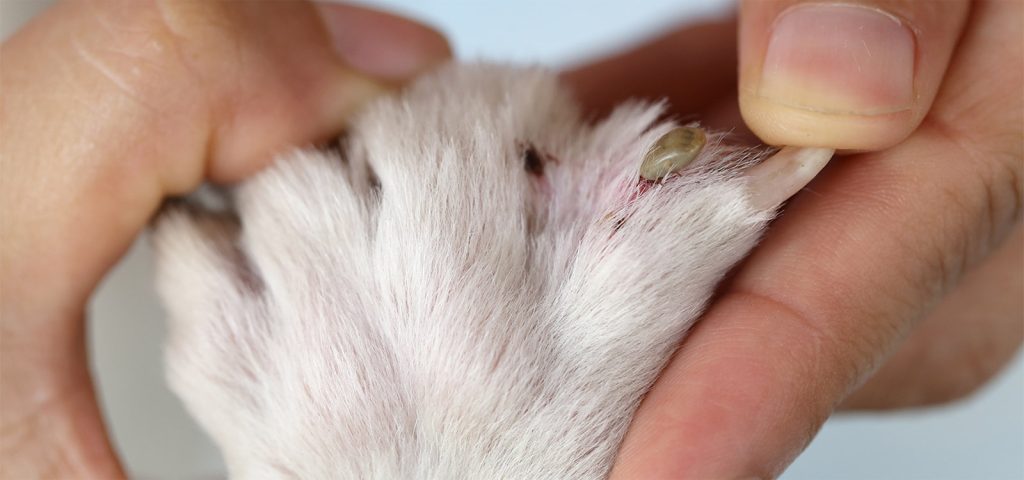 Anaplasmose Canina: Entenda essa Doença e Como Proteger seu Pet 1 Anaplasmose Canina: Entenda essa Doença e Como Proteger seu Pet