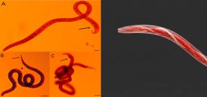 Haemonchus contortus - Dossiê do Parasita