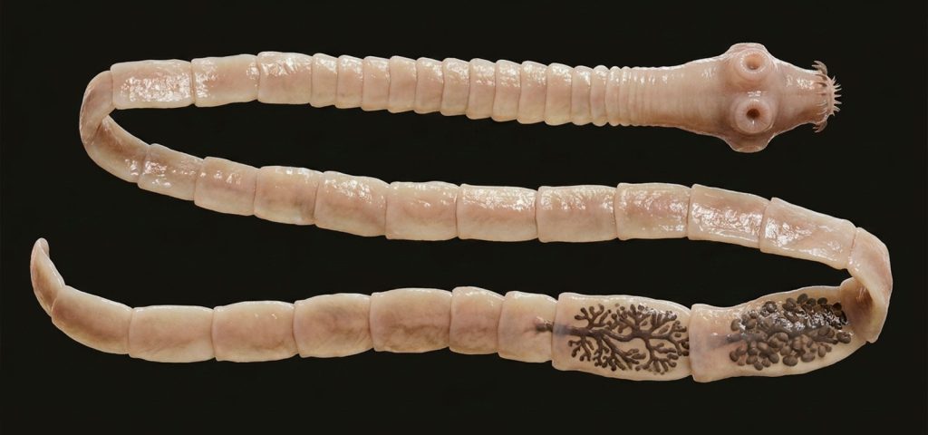 Taenia spp. - Dossiê do Parasita 4 Taenia spp. - Dossiê do Parasita
