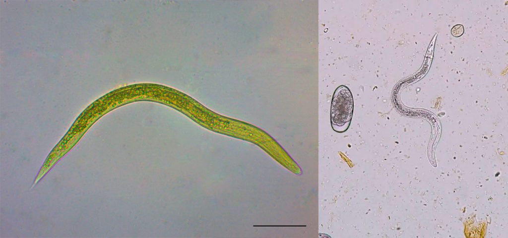 Dictyocaulus viviparus - Dossiê do Parasita 2 Dictyocaulus viviparus - Dossiê do Parasita