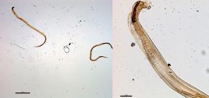 Ostertagia ostertagi - Dossiê do Parasita