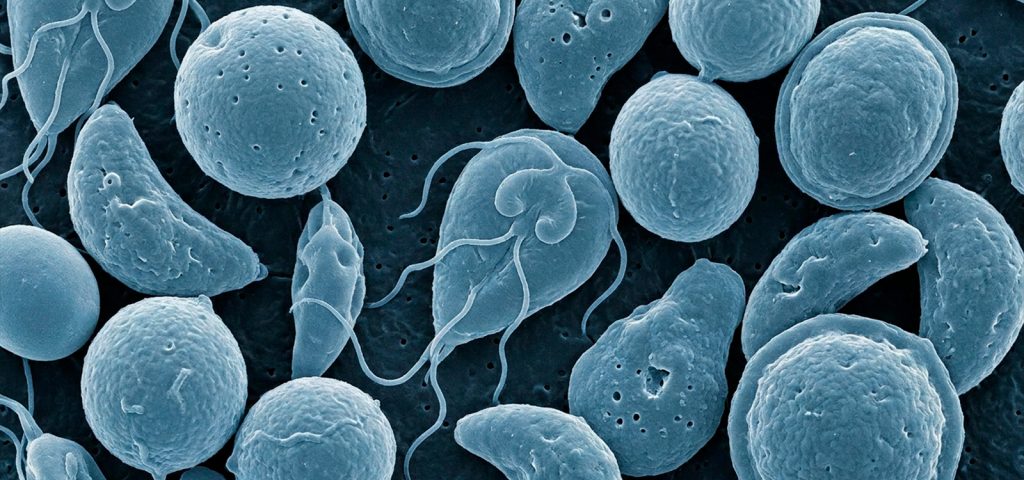 Protozoários Zoonóticos no Brasil – Guia Rápido 3 Protozoários Zoonóticos no Brasil – Guia Rápido