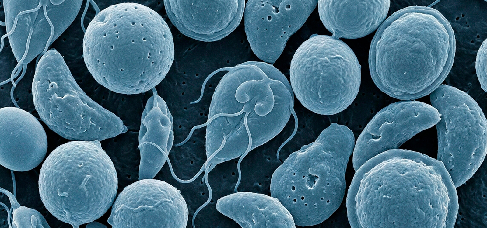 Protozoários Zoonóticos no Brasil – Guia Rápido