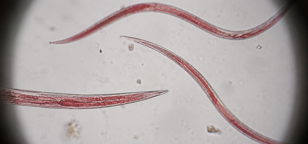 Trichostrongylus spp. - Dossiê do Parasita 4 Trichostrongylus spp. - Dossiê do Parasita