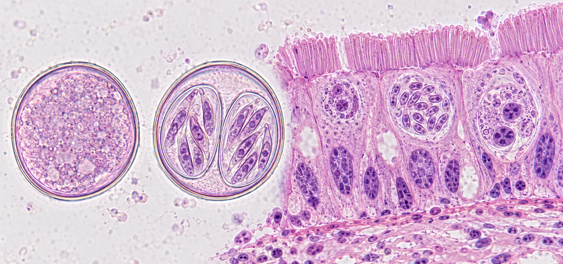 Cystoisospora suis – Dossiê do Parasita 1 Ilustração de Cystoisospora suis com oocisto não esporulado, oocisto esporulado e estágios intracelulares