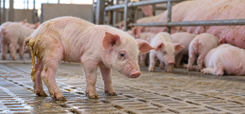 Cystoisospora suis – sinais clínicos em leitão Leitão com diarreia compatível com coccidiose por Cystoisospora suis
