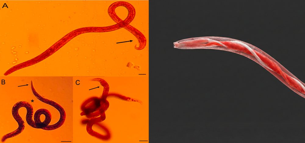 Haemonchus-contortus-Dossiê-do-Parasita Haemonchus contortus - Dossiê do Parasita