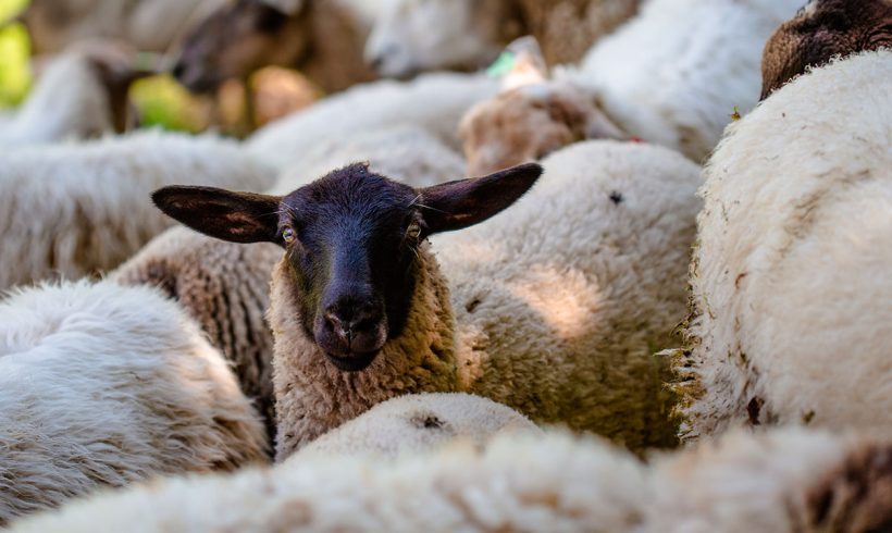 Pasteurelose em Ovinos: Saiba os Sintomas, Diagnóstico, Tratamento e ...