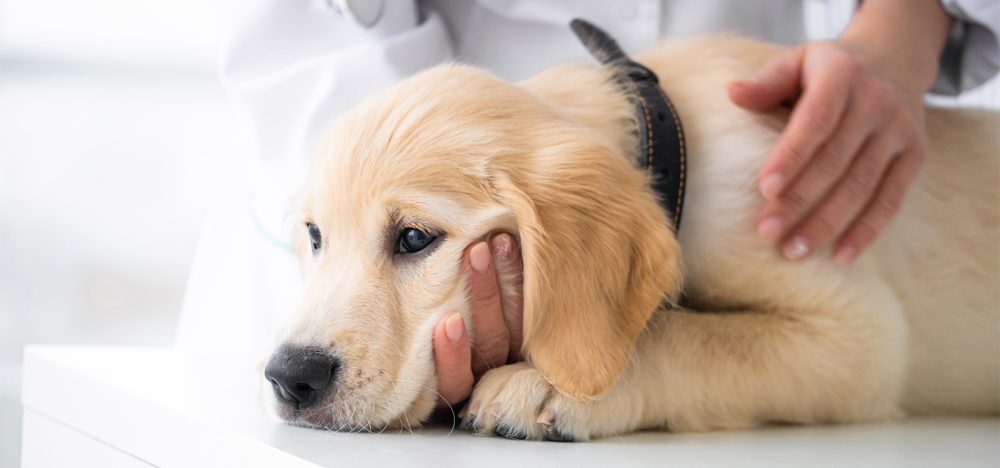 Principais-Hemoparasitoses-em-Cães Principais Hemoparasitoses em Cães