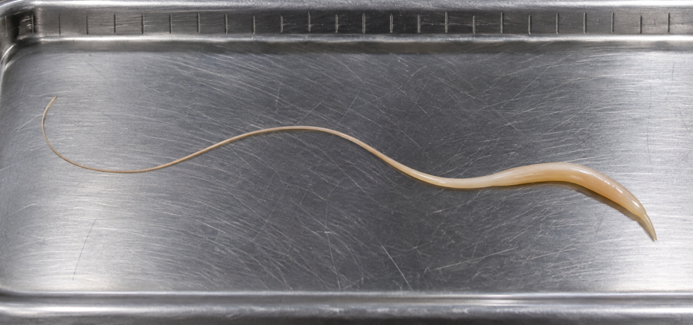 Trichuris suis — verme adulto em bandeja de necropsia Verme adulto de Trichuris suis sobre bandeja de necropsia, com a região anterior fina e a posterior mais espessa.