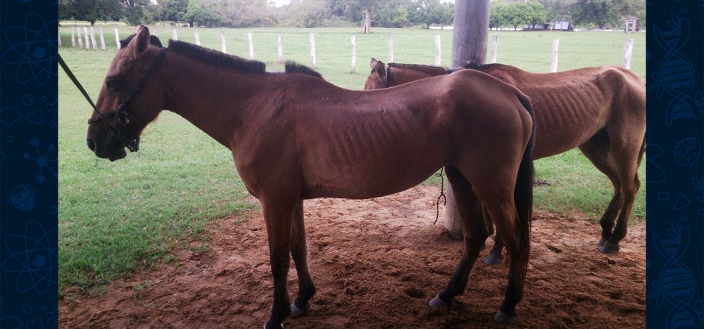 Tripanossomíase-o-“Mal-das-Cadeiras”-em-Equinos