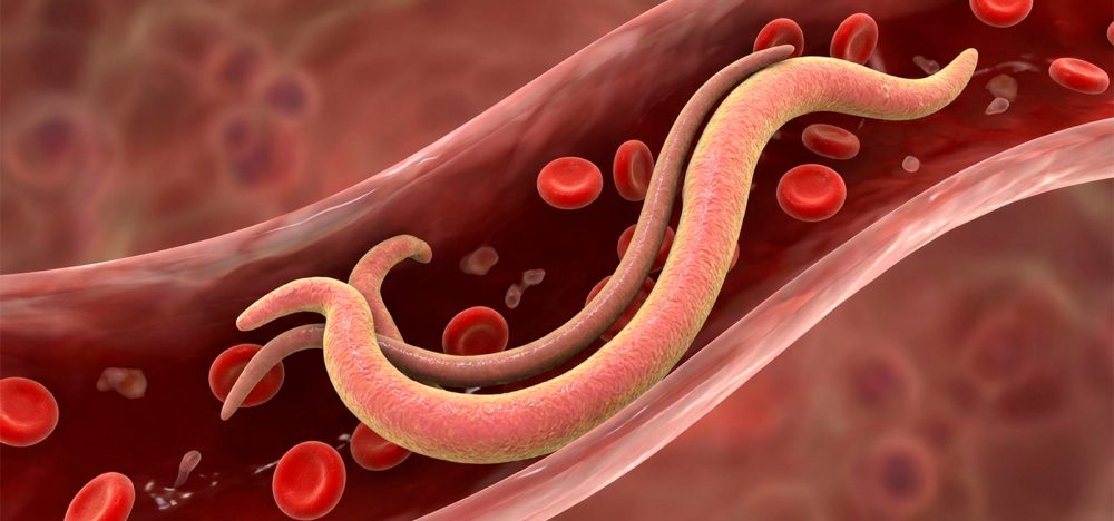 capa-Schistosoma-spp.—Dossiê-do-Parasita Schistosoma spp. - Dossiê do Parasita